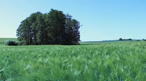 Tree on a meadow Stock Footage 44380884