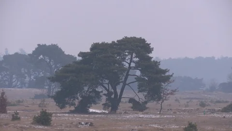 Tree in a meadow Stock Footage 85917608