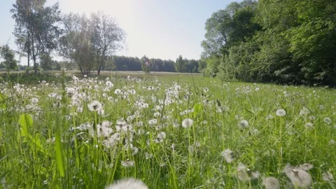 Tree in meadow Video stock 195298818