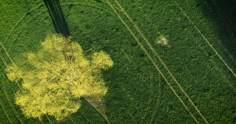Tree on meadow near the forest on sunset - top view. Stock Footage 128904692