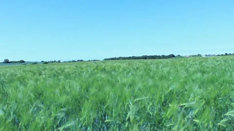 Tree meadow Pan Stock-Footage 44384632