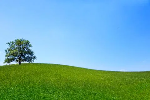 Tree on meadow Stock Photos