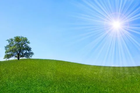 Tree on meadow Stock Photos