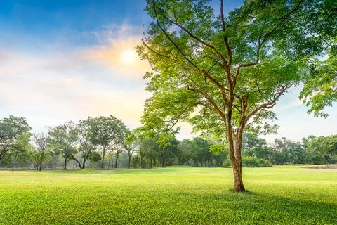 Tree in meadow Stock Photos