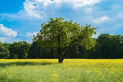 Tree on Meadow Stock Photos