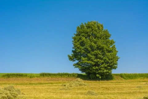 Tree on a meadow Stock Photos