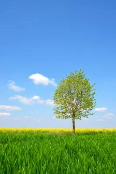 Tree on meadow. Stock Photos