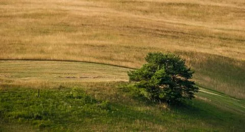 Tree in the meadow Stock Photos