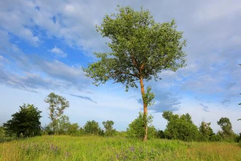 Tree on meadow Stock Photos