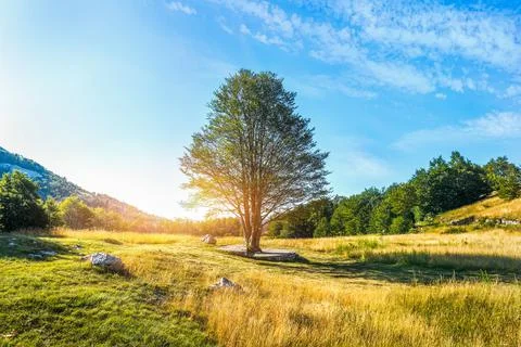 Tree on meadow Stock Photos