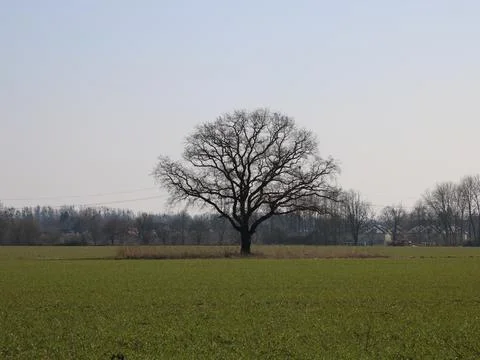Tree in the meadow Stock Photos
