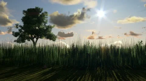 Tree on meadow at sunset, day to night, time lapse clouds Video stock 22033506