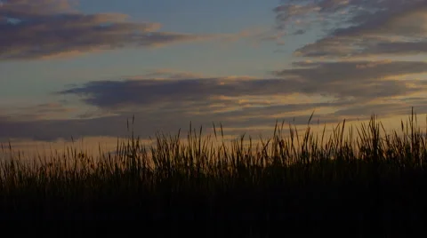 Tree in meadow on sunset . Lens Flare Stock Footage 64267483