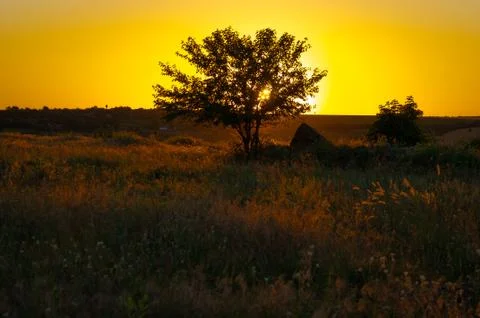 Tree on a meadow at sunset Stock Photos
