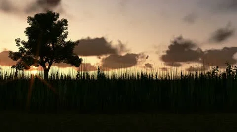 Tree on meadow at sunset, time lapse clouds Stock Footage 22414441