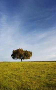 Tree in mediterranean field at sunset Stock Photos