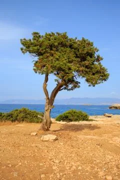 Tree on mediterranean seashore Stock Photos