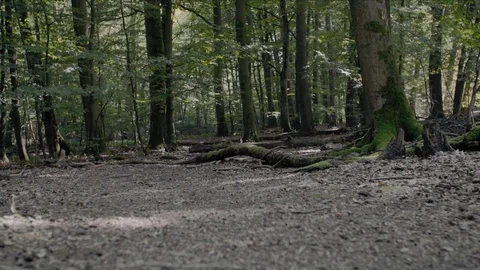 Tree medium Stock Footage 78065542