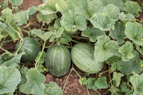 Tree melons Stock Photos