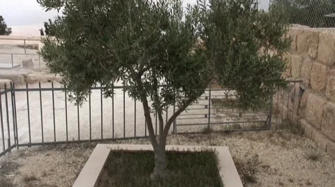 Tree in memory of Pope Johannes 2 Stock Footage 8760521