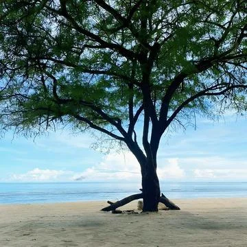 Tree in the middle of the beach with blue sky at kurenai beach Foto stock