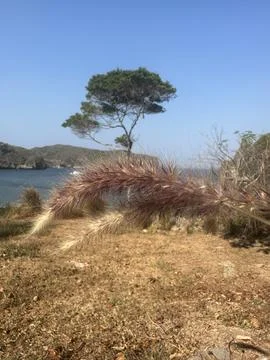 Tree in the middle of a beach Stock Photos