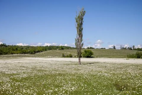 A tree in the middle of a chamomile field Stock Photos