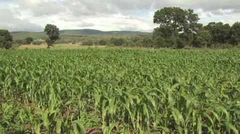 A Tree In the Middle Of A Corn Field 스톡 동영상 19057787