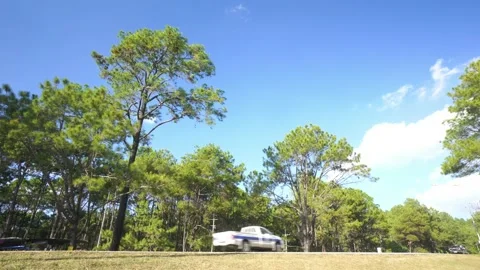 A tree is in the middle of a field with a clear blue sky above it Stock Footage 313398329
