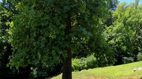 A tree in the middle of the field Stock Footage 279001264