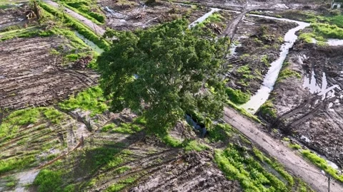 A tree is in the middle of a field Video stock 325790759