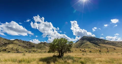 A Tree in the Middle of a Field with Mountain Range Stock Footage 57755029