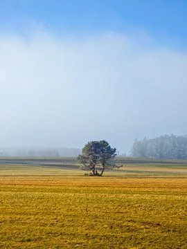 A tree is in the middle of a field Stock Photos