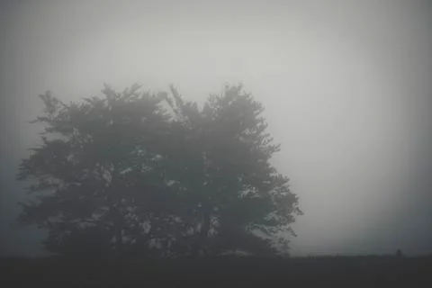Tree in the middle of the fog Stock Photos
