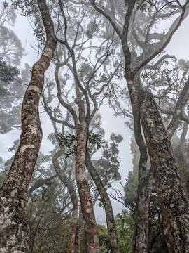 Tree in the middle of the fog Stock Photos