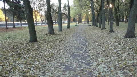 A tree in the middle of a forest Stock Footage 130140370