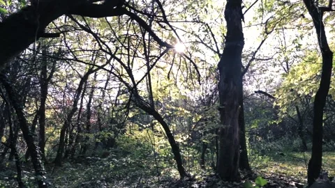 A tree in the middle of a forest 库存影片 156847513