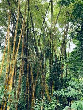 A tree in the middle of a forest Stock Photos