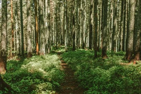 A tree in the middle of a forest Foto stock