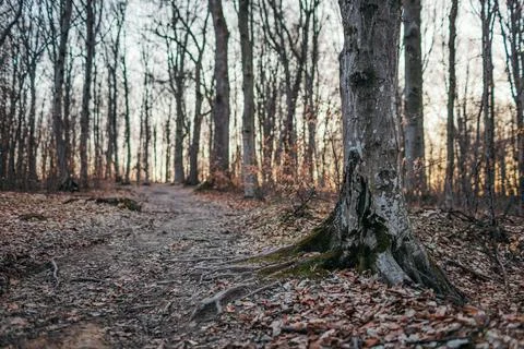 A tree in the middle of a forest Stock Photos