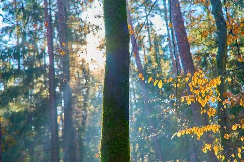 A tree in the middle of the forest Stock Photos