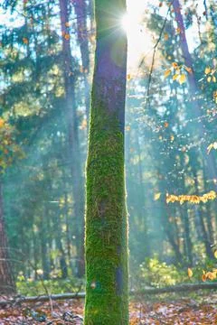 A tree in the middle of the forest Foto stock