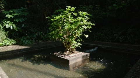 Tree in middle of fountain Stock Footage 110151280