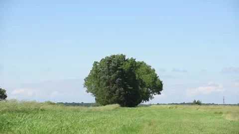 Tree middle framed high winds Stock Footage 76006685