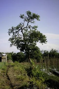 Tree in The Middle of The Garden Stock Photos