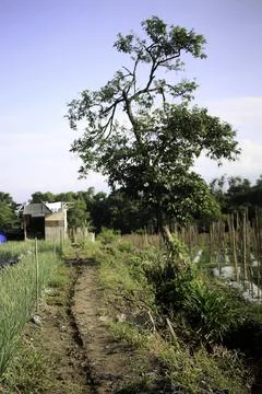 Tree in The Middle of The Garden Stock Photos