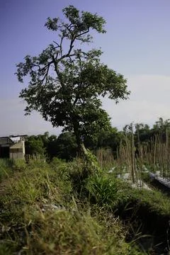 Tree in The Middle of The Garden Stock Photos