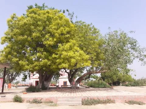 A tree in the middle of the gorund Stock Photos