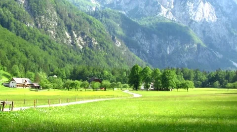 Tree in the middle of a green valley Stock-Footage 50610215