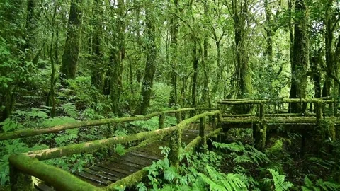 A tree in the middle of a lush green forest 스톡 동영상 156844272